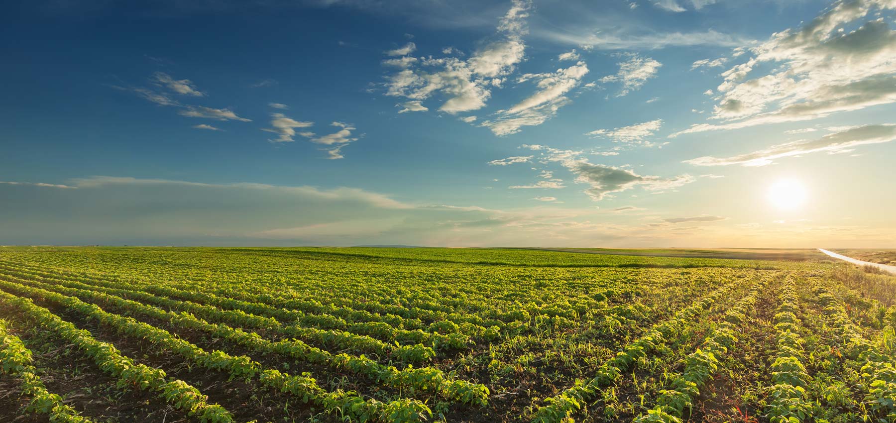 Soy Can Improve Your Prostate Health